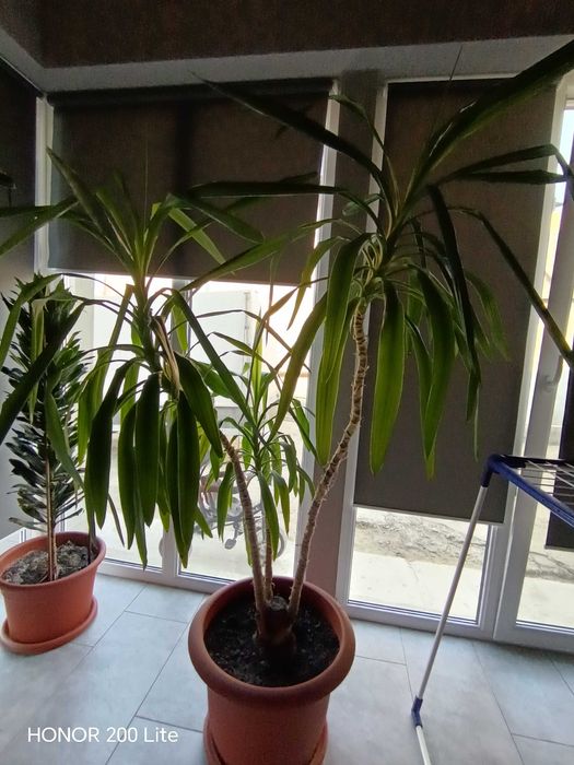 Plante verzi tot timpul