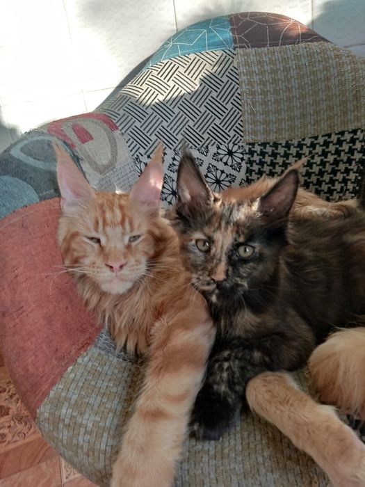 Продам кошку породы Мейн кун