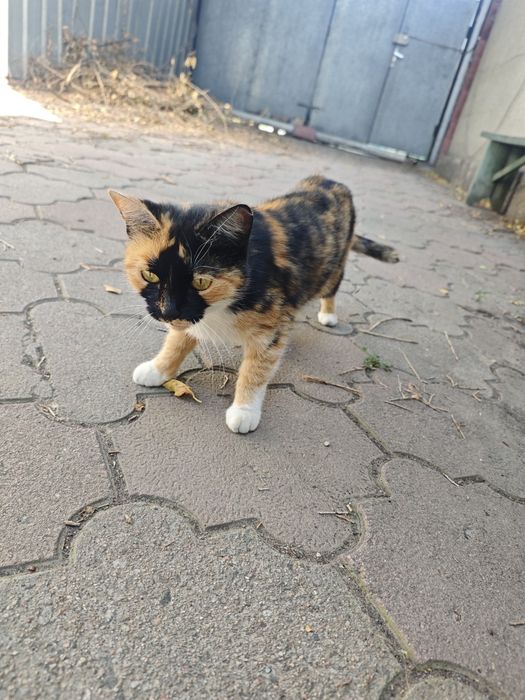 Отдам хорошую кошечку в добрые руки