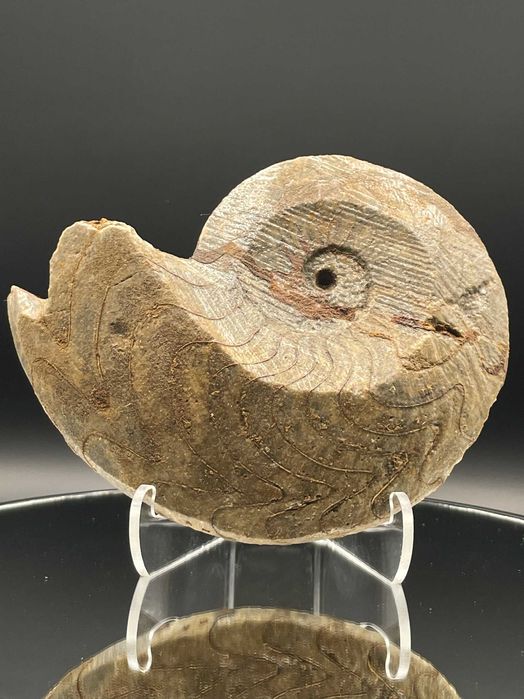 Фосил Масивен Гониатит (125 мм) – XL размер, естествен и неполиран