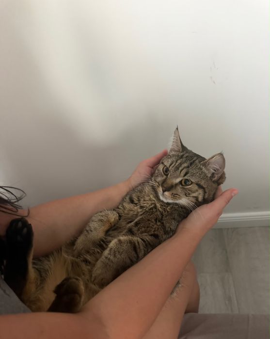 Котик ищет хозяина