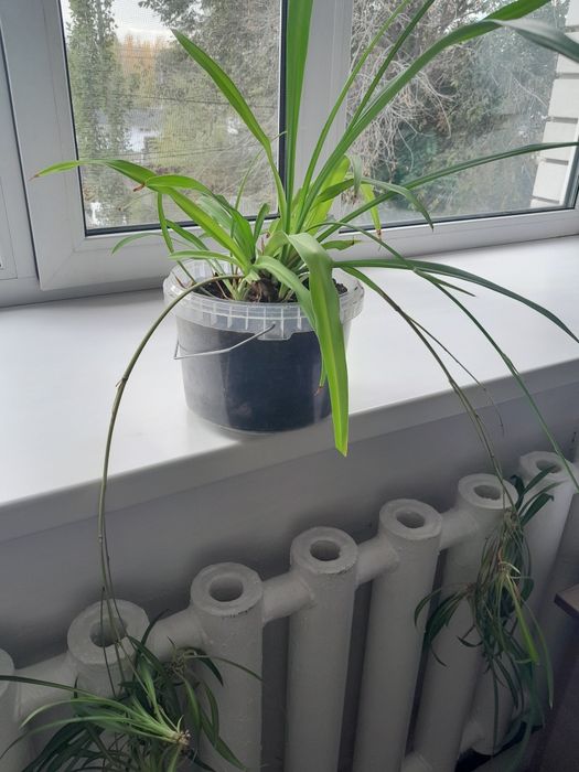 Хлорофитум большой