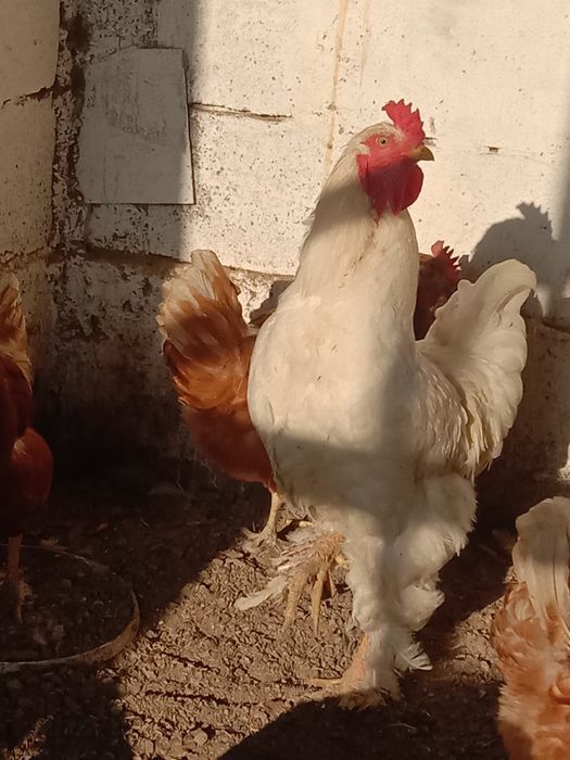 Продаётся петух брама