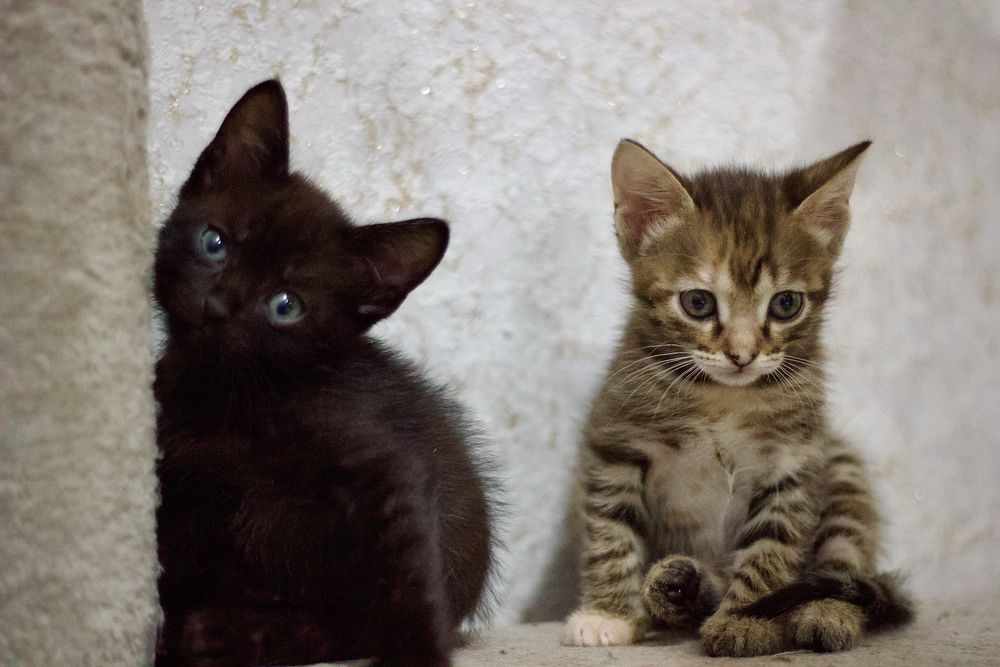 Продам котят 1,5 мес.