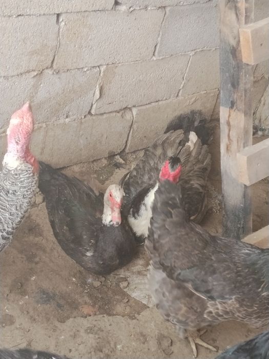 Продам индюк индоутка дакан