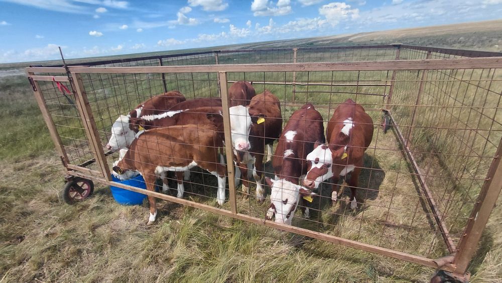 Продам клетку на Колёсах для Телят