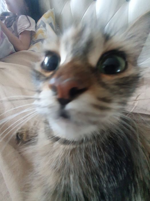 Котность 7 месяцов