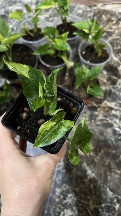 Сингониум зеленая стрела