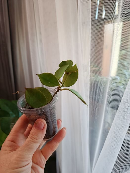 Продам  комнатные цветы