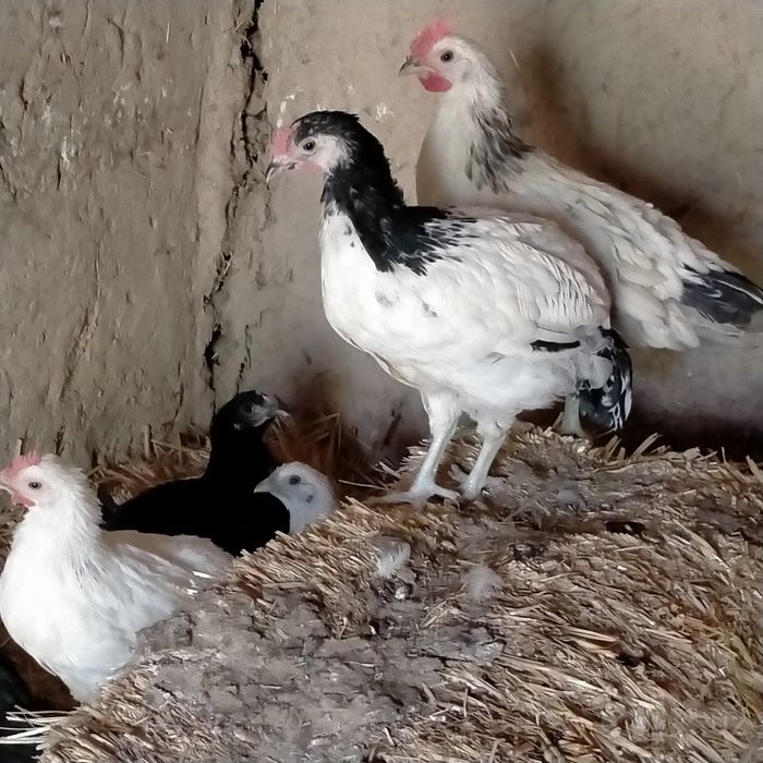 Adler jojalar sotiladi