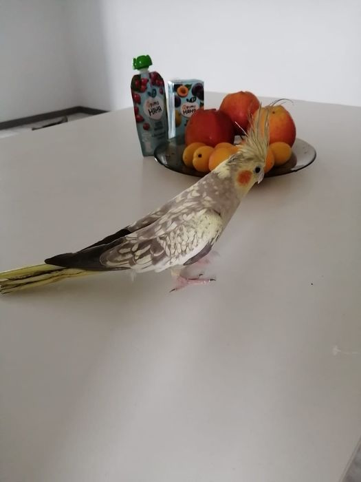 Продам попугая вместе с клеткой