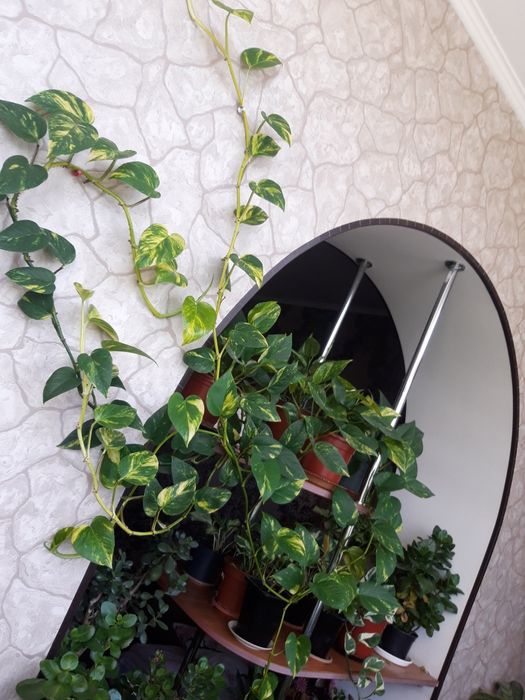 Продам вьющиеся растения(сциндапсус пятнистый)