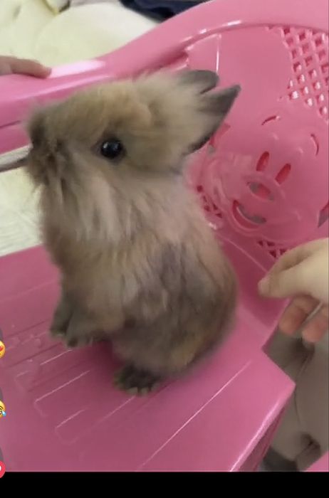 Домашни зайчетаa