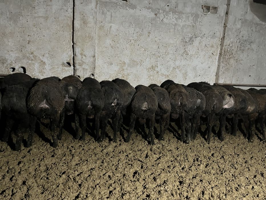 Тоқты қошқарлар сатылады.