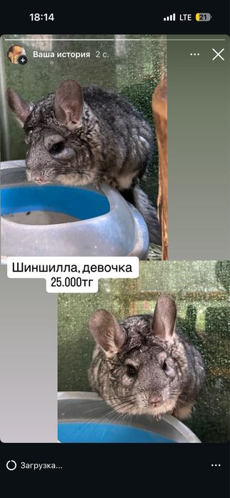 Шиншилла, девочка очень ласковая