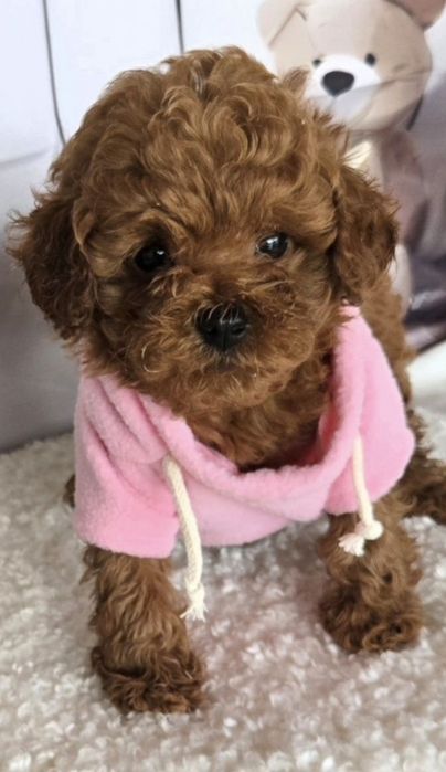 Пудел той / Poodle toy с генетични тестове на родитерите и родословие