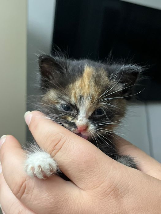 Отдам котёнка девочка