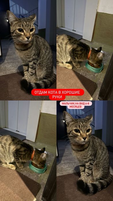 Отдам кота в хорошие руки