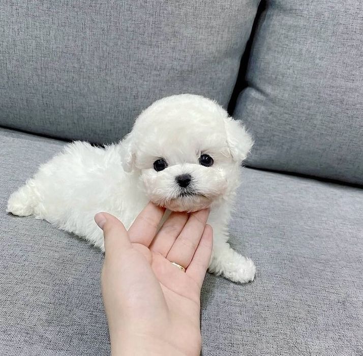 Bichon Maltez Mini Toy