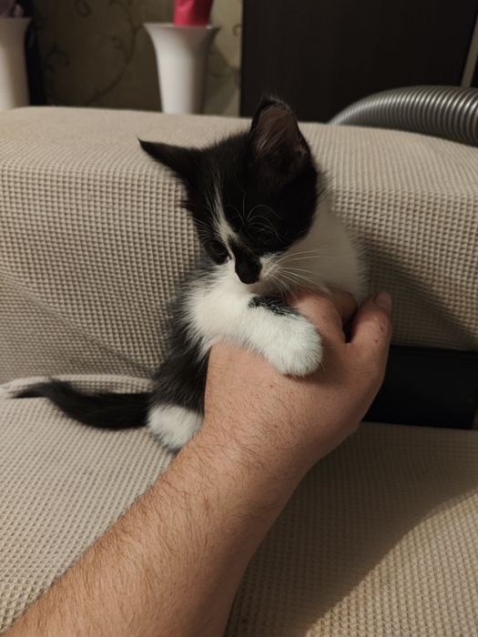 Отдам котенка в добрые руки