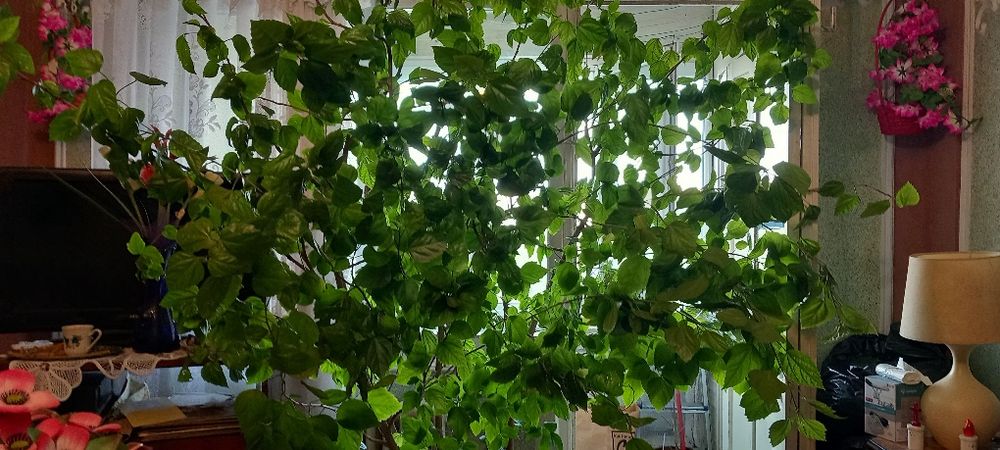 Trandafir japonez foarte mare