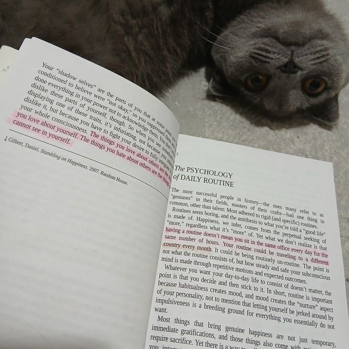 Skotish Fold zotdor mushugi