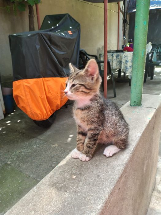 Ofer spre adopție motănel 2 luni