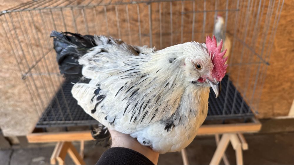 Pasari rasa pitica mii de flori