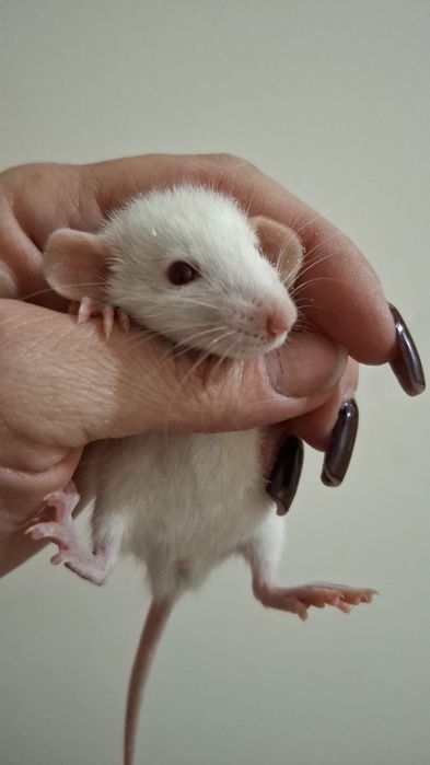 Декоративные крысята дамбо