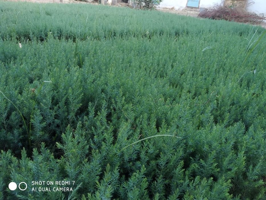 Арча, туя и сосна навли кучатлари