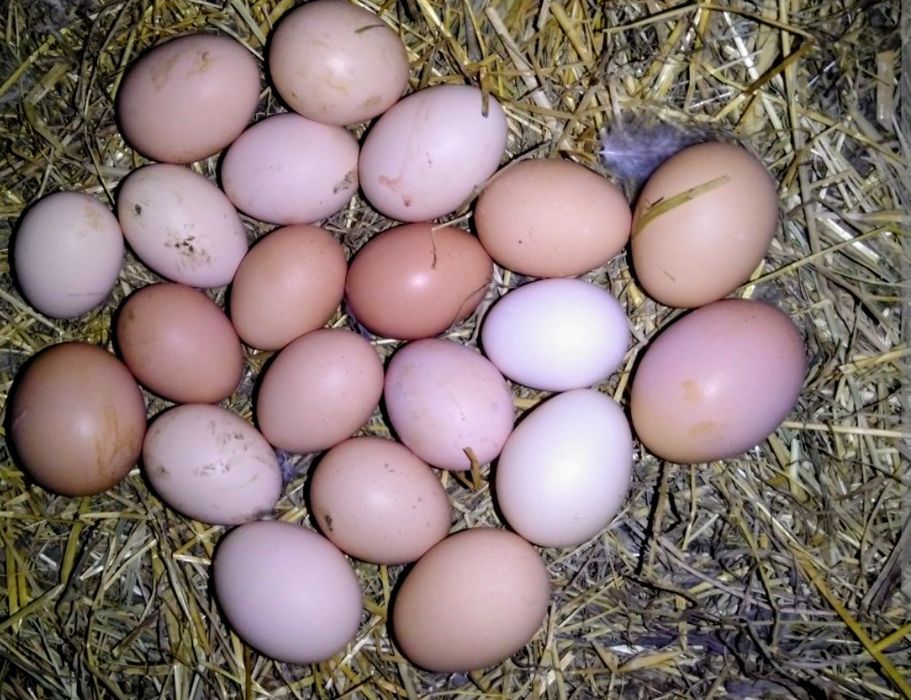 Vând ouă de găină crescute in libertate