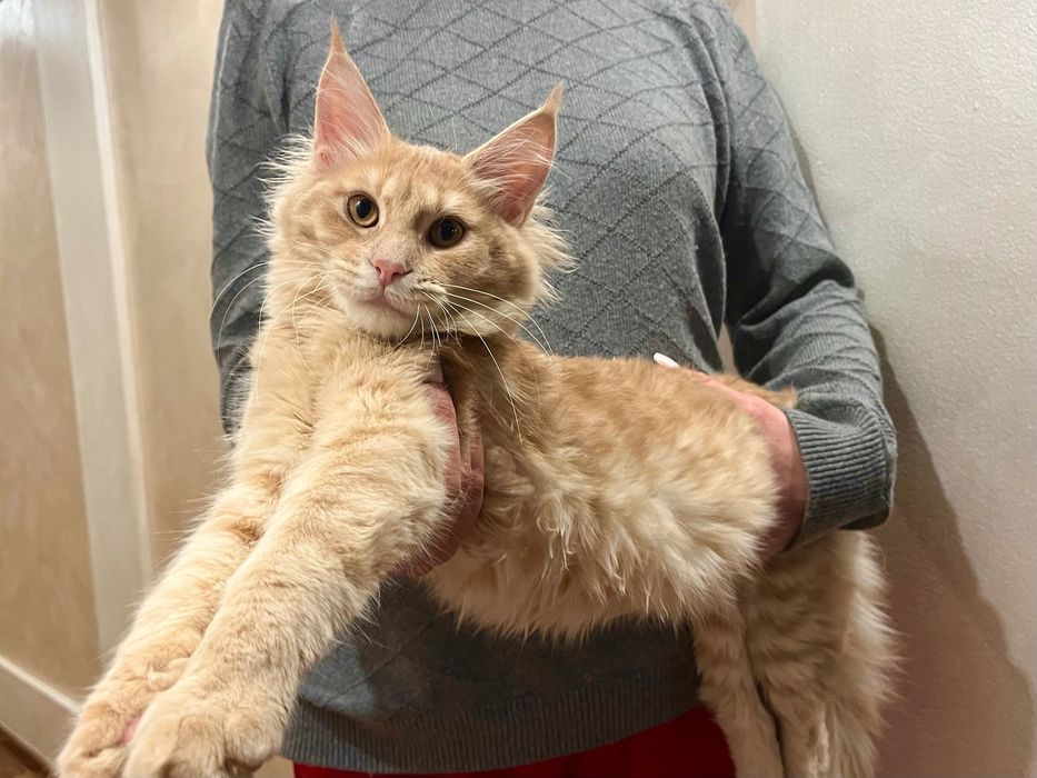 Fetita Maine Coon PEDIGREE Felisa