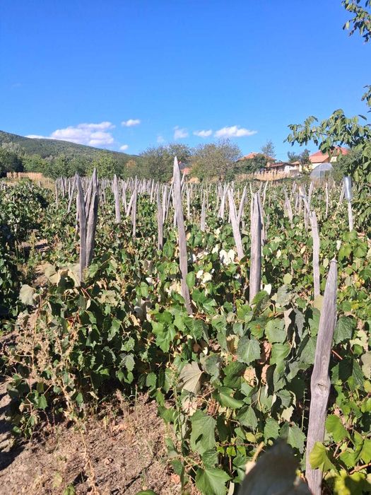 Vând struguri pentru vin disponibil 900 kg
