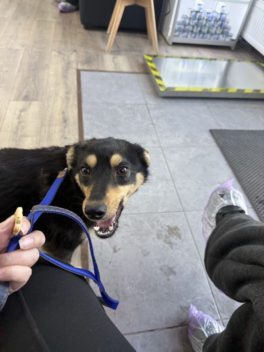 Собачка 7-8 мес, девочка очень ласковая