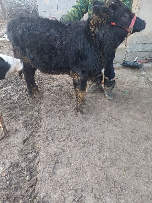 Корова с телёнком девочка