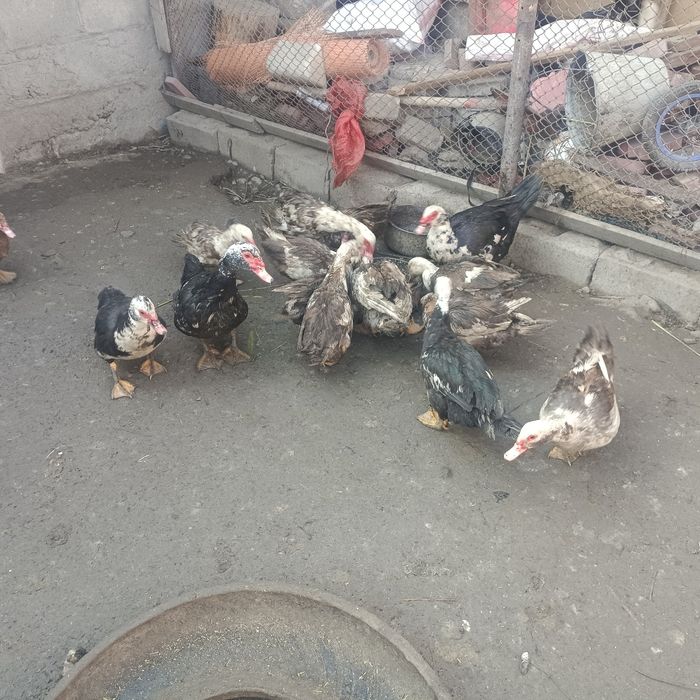 Продам молодых индоуток 4 головы