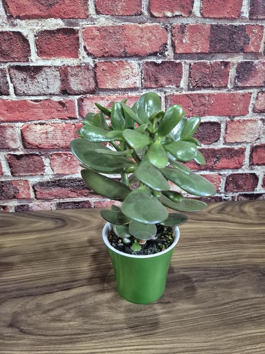 Продам домашние цветы