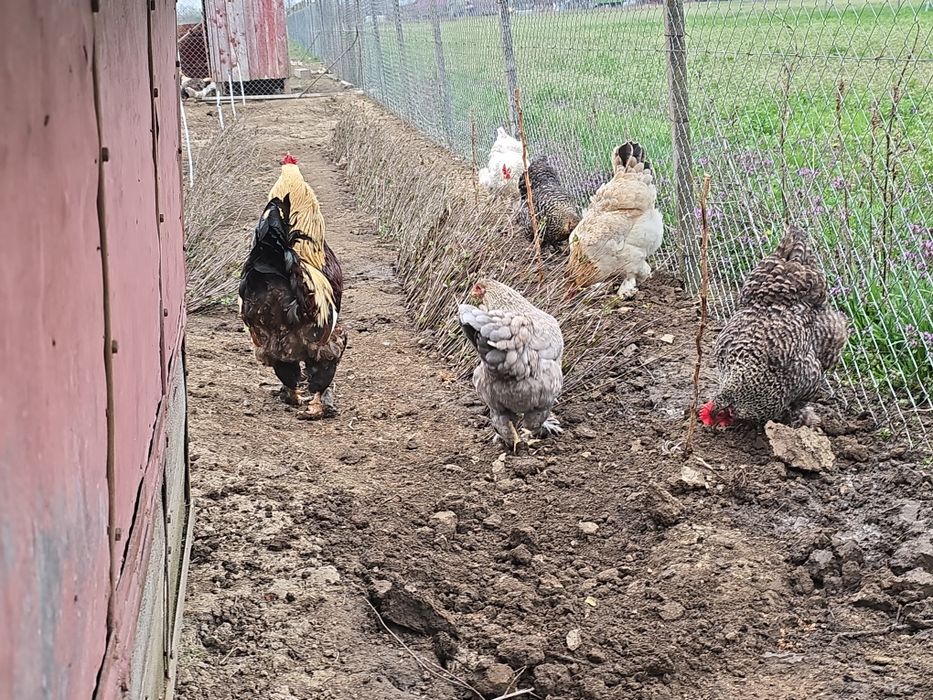 Oua gaini brahma metisi