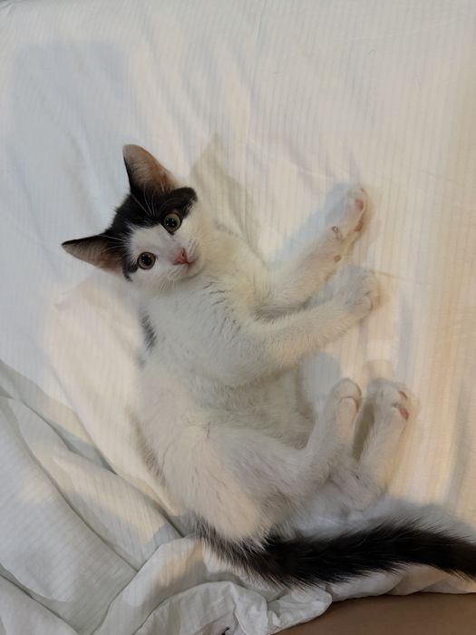 Отдам котенка в добрые руки