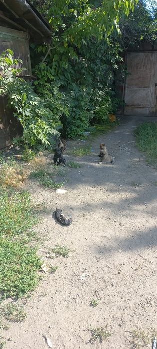 Щенков раздадим бесплатно