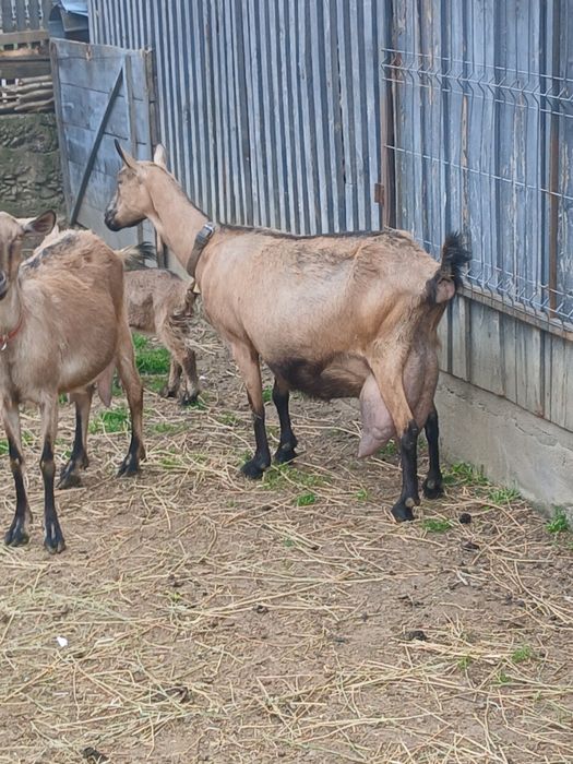 Capra Alpina Franceză