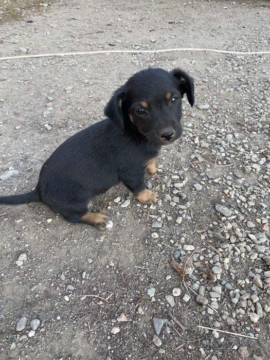 Cățelușe spre adopție