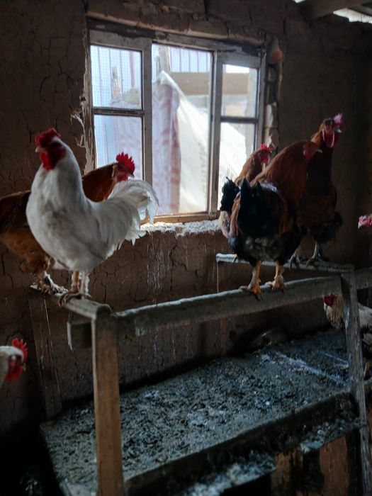 Қораздар сатылады