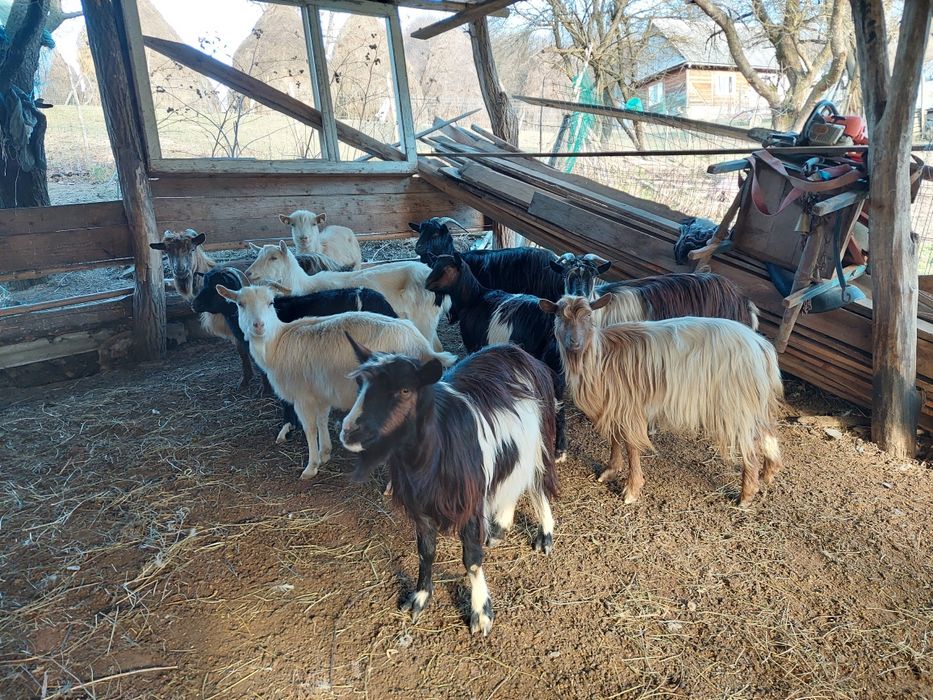 Vând capre gestante