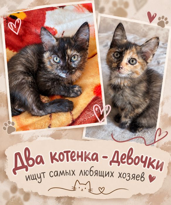 Отдам двух котят, девочек