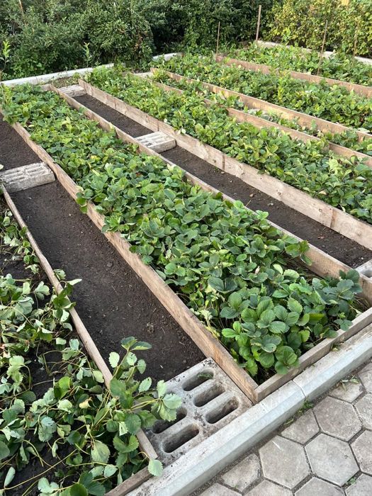 ПРОДАМ ДАЧУ. Садовое общество «Дорожник»