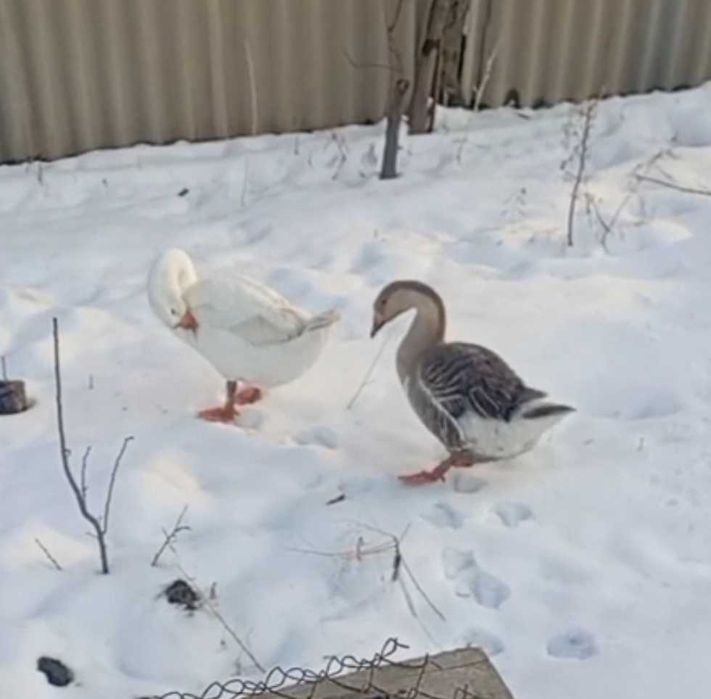 Қаз, гуси, продаю пару