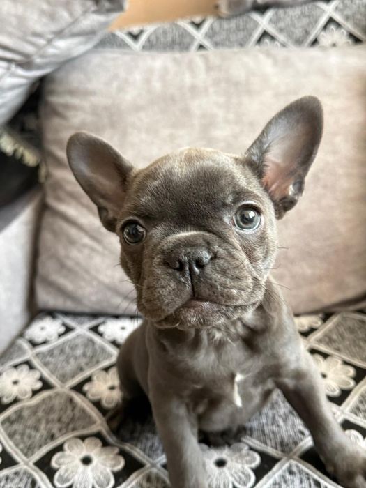 Французский бульдог девочка голубого окраса