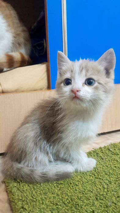 Отдам котёнка в добрые руки