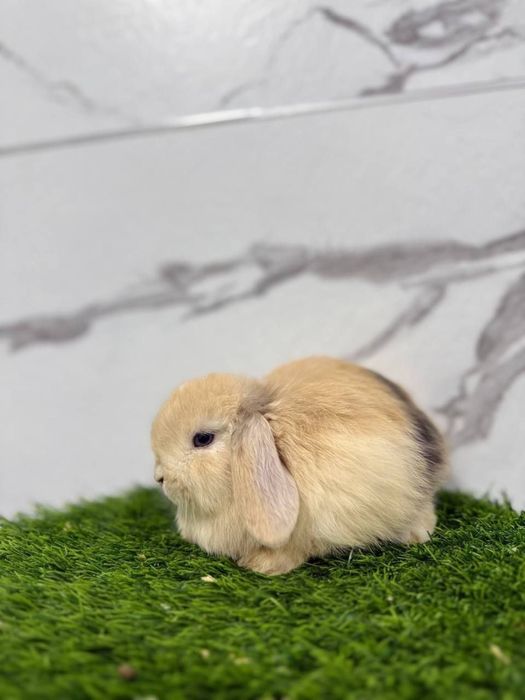 Bolalar uchun dekorativ quyonchalar sotuvda